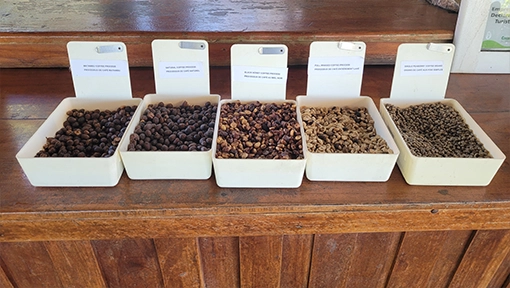 Coffee tour in Hojancha, Guanacaste