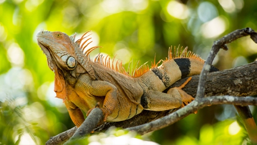 iguana palo verde