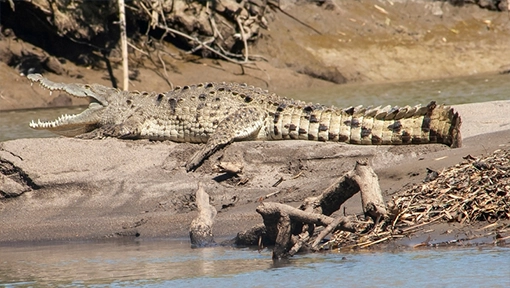 Wildlife in Palo Verde National Park in Guanacaste