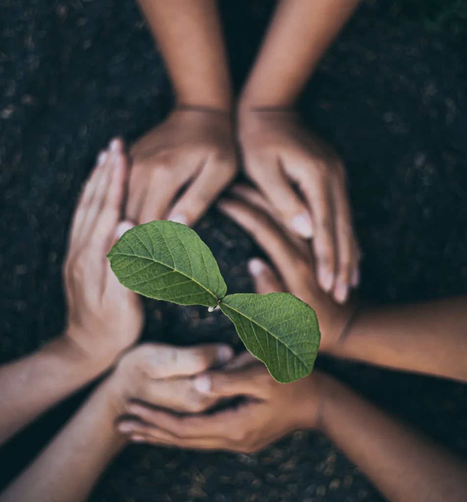 plant a tree
