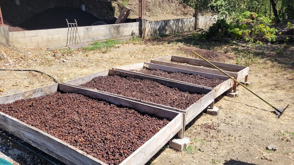 Coffee beans roasting during a Guanacaste coffee tour
