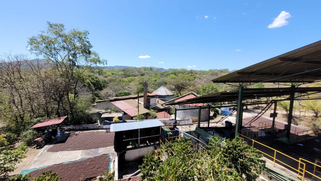 Coffee plants on a farm in Hojancha, Guanacaste