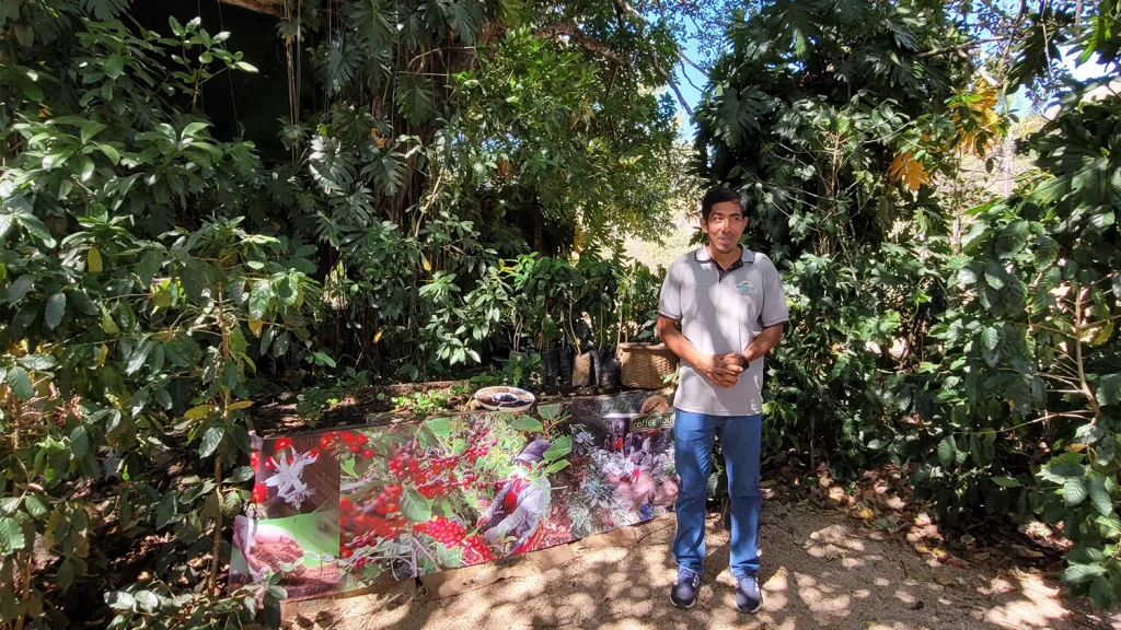Local guide explaining coffee production in Hojancha