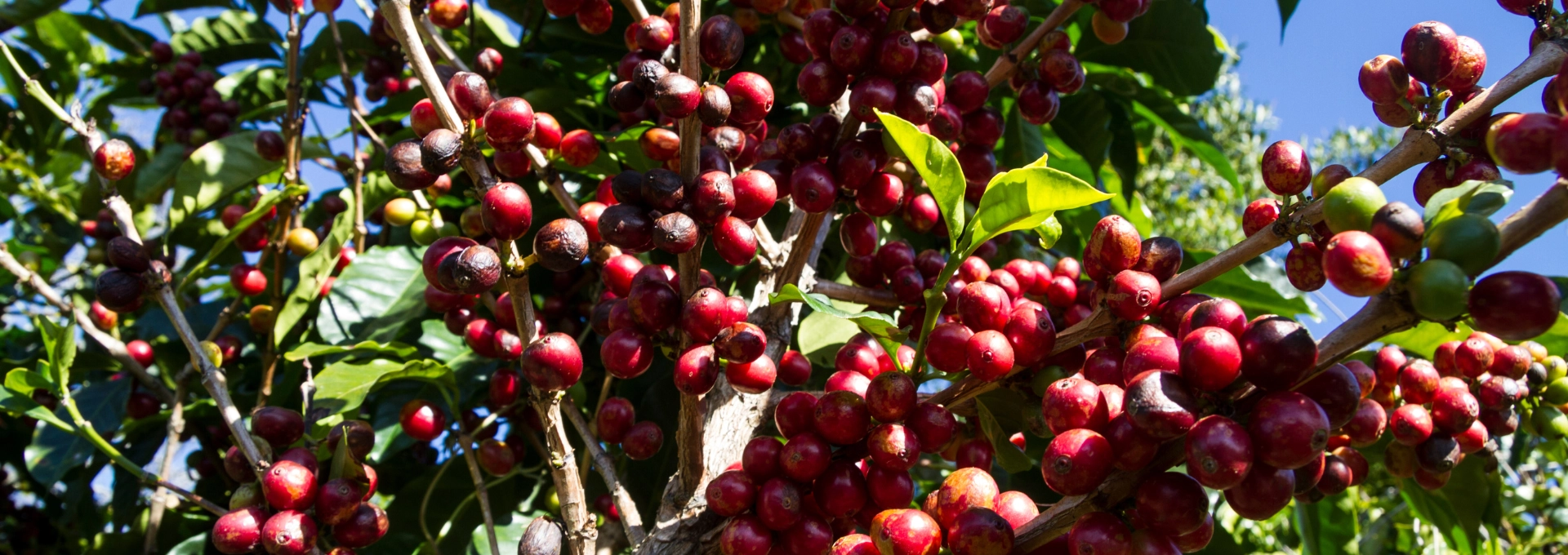 Coffee plantation near Hojancha in Guanacaste