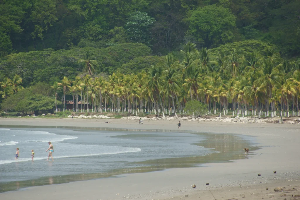 Palm trees lining Sámara beach with small waves washing onto the sand