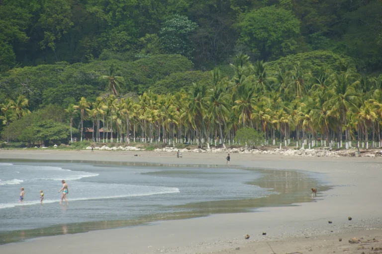 Palm trees lining Sámara beach with small waves washing onto the sand